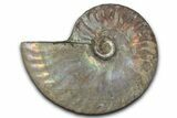 Silver Iridescent Ammonite (Cleoniceras) Fossil - Madagascar #346719-1